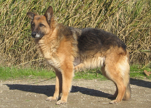 dermy_25.01.2008_intero.jpg