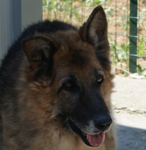 dermy_6.06.2010_muso2.jpg