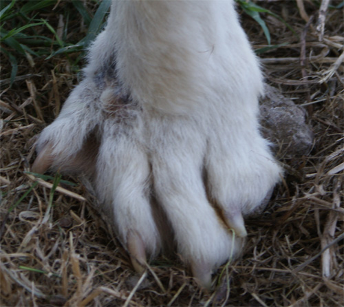 dick_26.06.2011_n._7.jpg