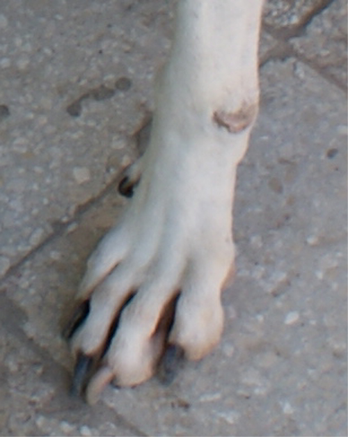 giorgia_6.07.2012_n._3.jpg