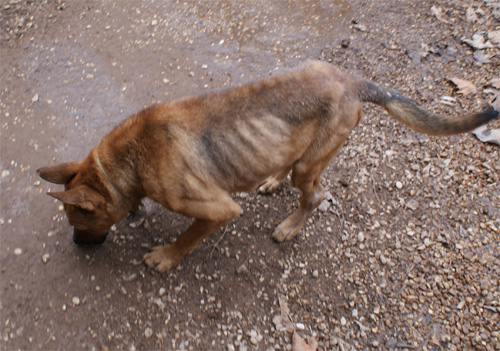 goran_29.12.2011_n._1.jpg