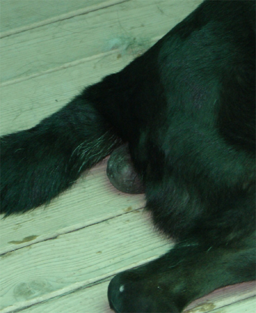 ikeo_30.07.2012_n._3.jpg