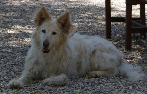 indio_8.06.2012_n._3.jpg