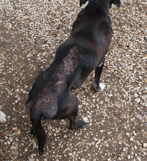 iris_5.01.2012_n._5.jpg