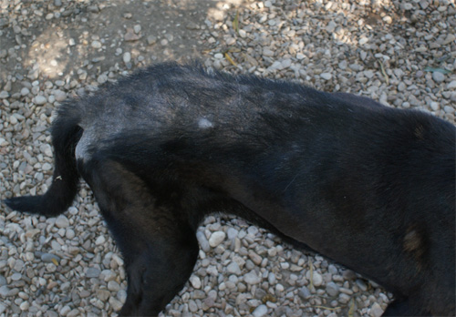 iris_5.10.2011_n._8.jpg
