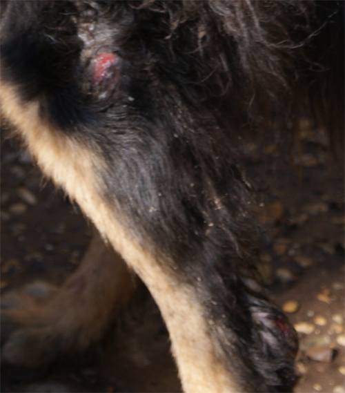 lupo_riccio_8.03.2012_n._3.jpg