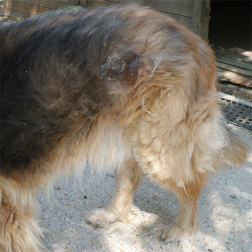 orso_16.07.2012_n._1.jpg