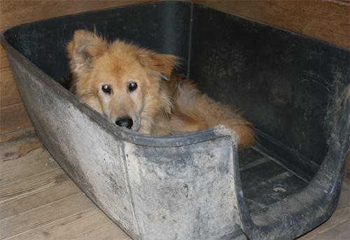orso_16.11.2012_n._1.jpg