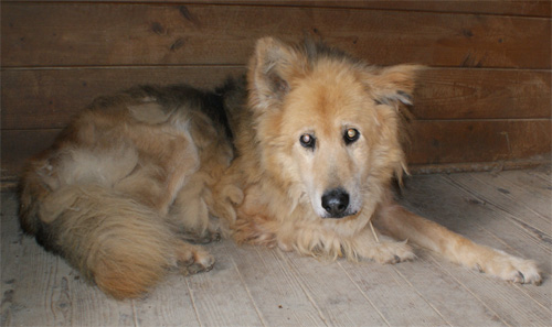 orso_6.11.2012_n._4.jpg