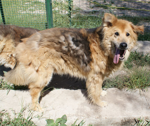 orso_focato_9.09.2011_prima_della_spazzolata.jpg