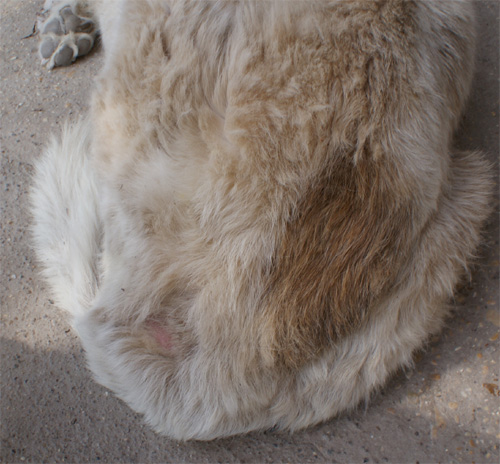 pasquale_20.03.2012_n._3.jpg