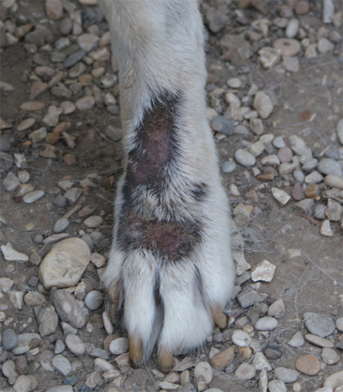 penny_27.06.2012_n._3.jpg