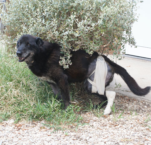 puma_nero_1.8.2010_n._1.jpg