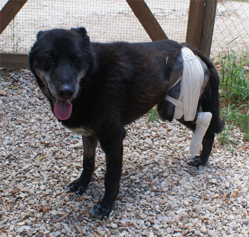puma_nero_1.8.2010_n._2.jpg