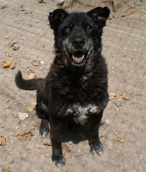 puma_nero_15.07.2011_n._1.jpg