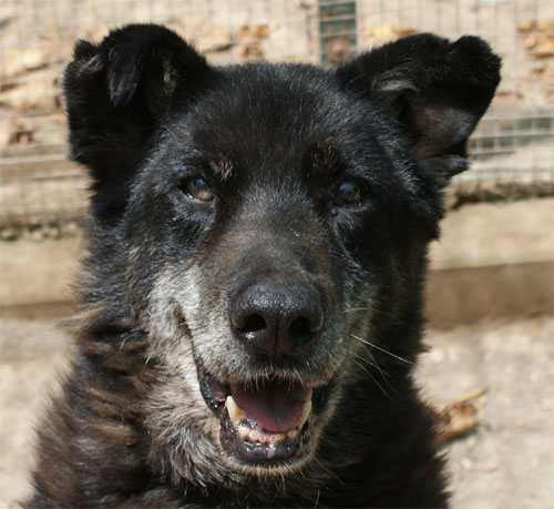 puma_nero_15.07.2011_n._2.jpg