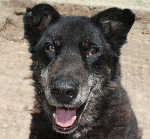 puma_nero_15.07.2011_n._3.jpg