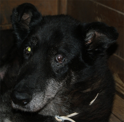 puma_nero_18.07.2012_n._2.jpg