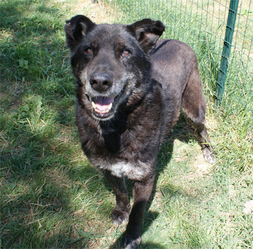 puma_nero_6.6.2010__intero_1.jpg