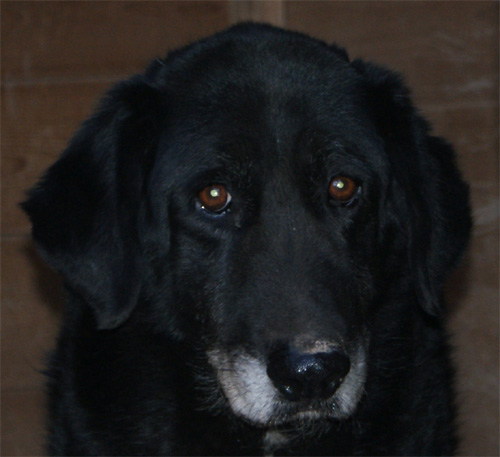 saro_1.03.2012_n._5.jpg