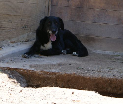 saro_21.09.2011_n._2.jpg