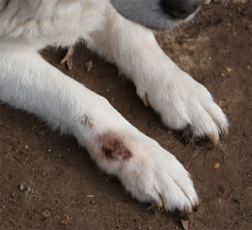 stella_5.01.2012_n._1.jpg